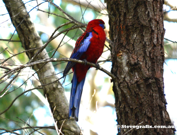 Crimson Rosella - Playcercus elegans, Bambara Rd kariong