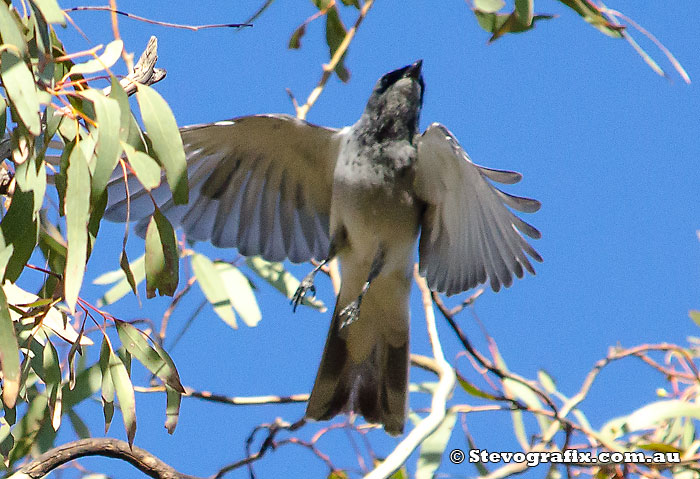 White-bellied Cuckoo-shrike flying