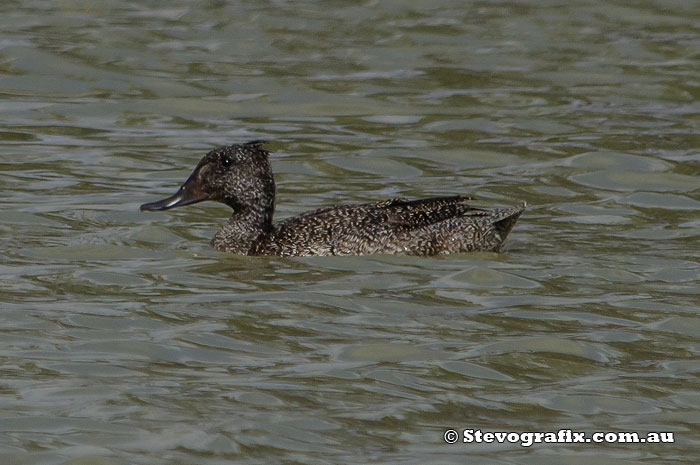 Freckled Duck