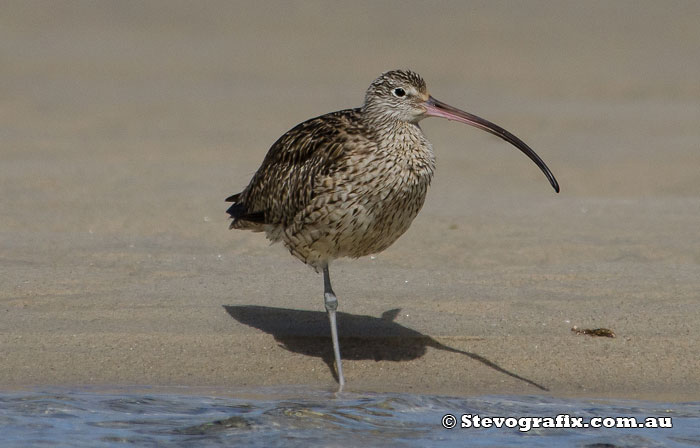 Eastern Curlew