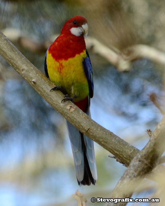 Eastern Rosella - Platycercus eximius - Stevografix