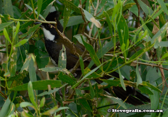 Australian Whipbird