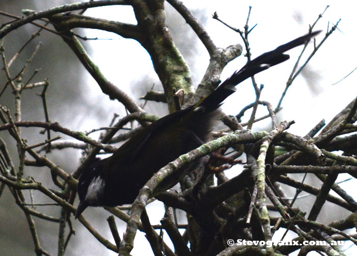 Eastern Whipbird takeoff