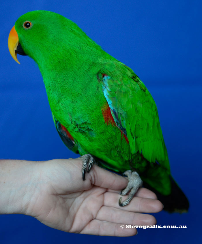 Electus Parrot