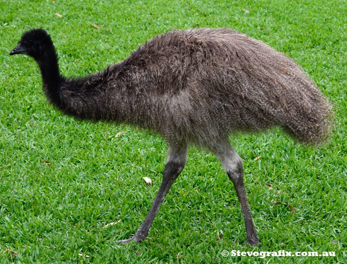 Young Emu wandering Free at Reptile Park, Somesby, NSW