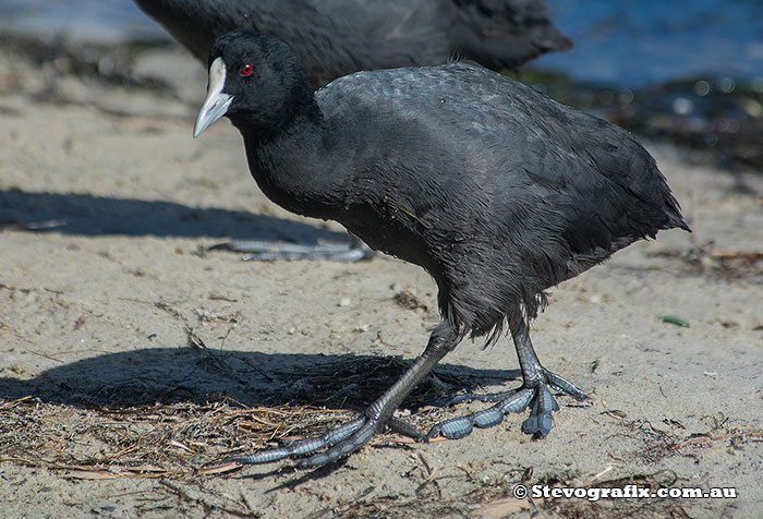 Eurasian Coots have broad toes for walking across mud