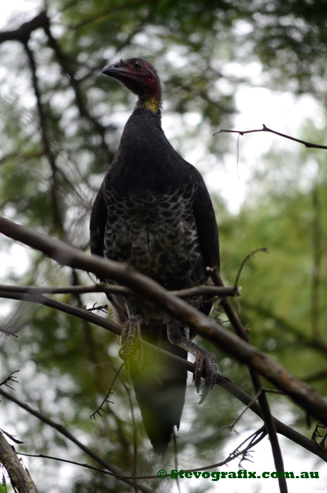 Australian Bush Turkey at Bambara