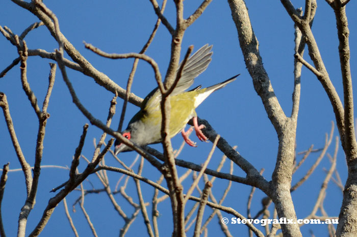 Figbird diving