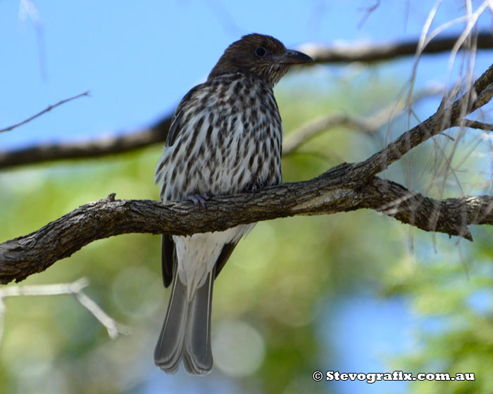 Female Figbird