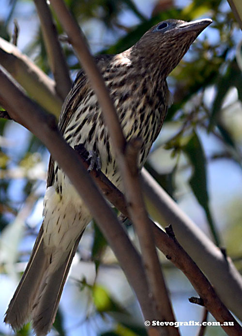 Figbird female