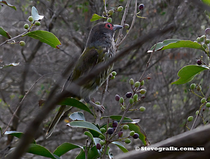 Figbird - male