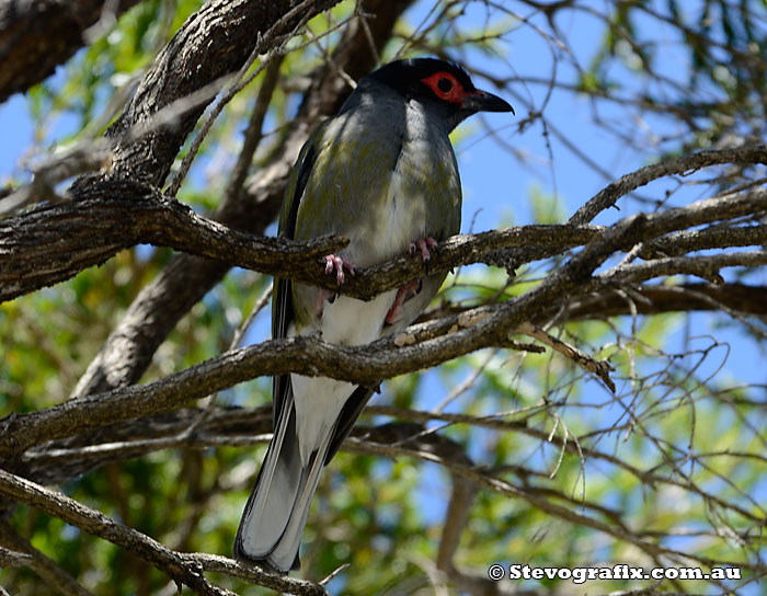 Male Figbird