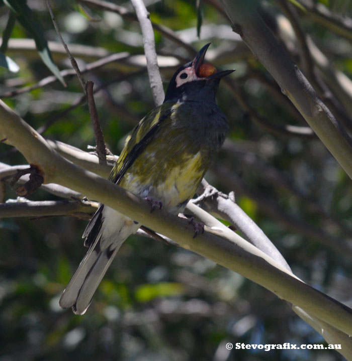 Male figbird eating