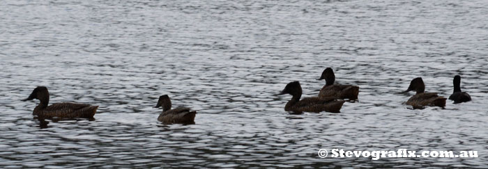 Flock of Freckiled Ducks