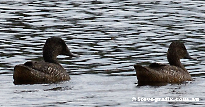 Pair immature Freckled Ducks