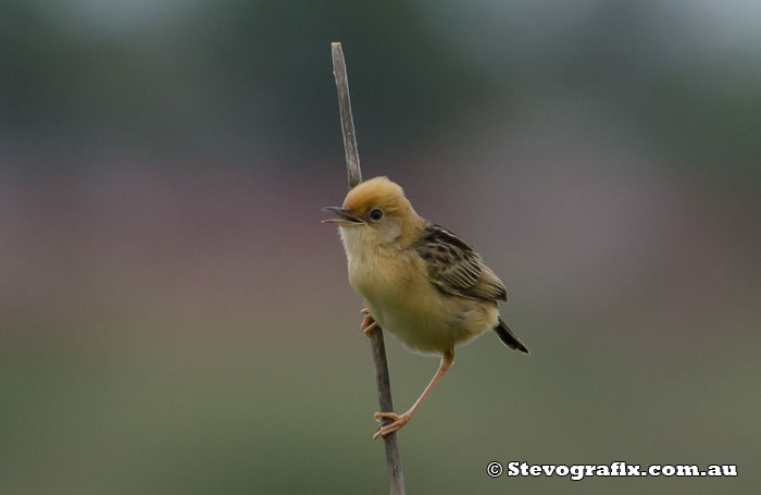 Golden-headed Cisticola