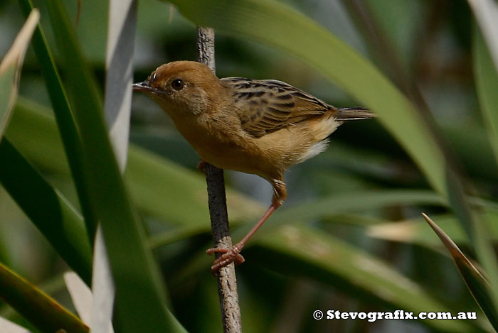 Male Golden-headed Cisticola in full breeding colours