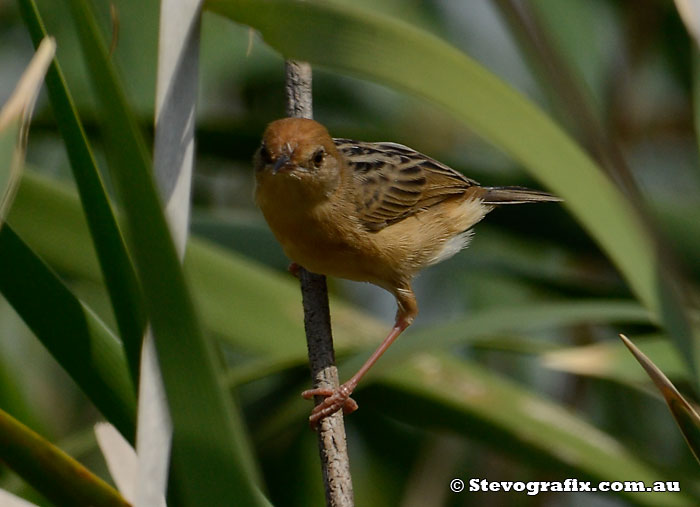 Male Golden-headed Cisticola in full breeding colours