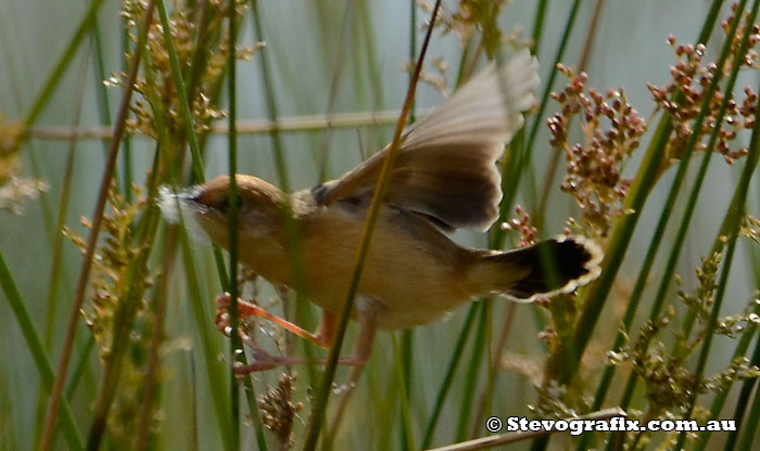 Male Golden-headed Cisticola in full breeding colours