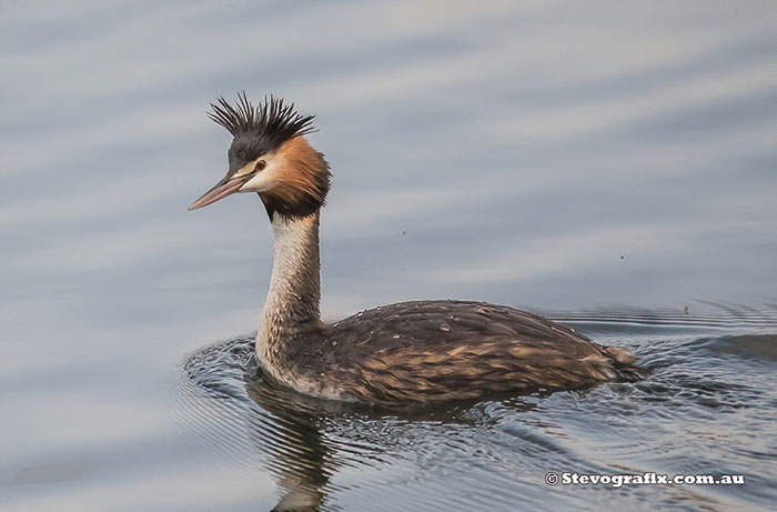 Great-crested Grebe