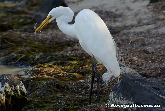 Great Egret with a fish it has caught