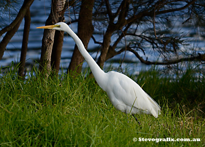 Great Egret Stalking
