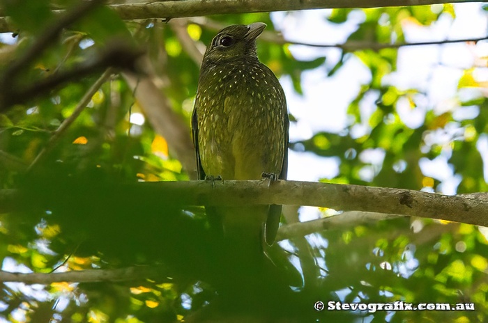 Green Catbird