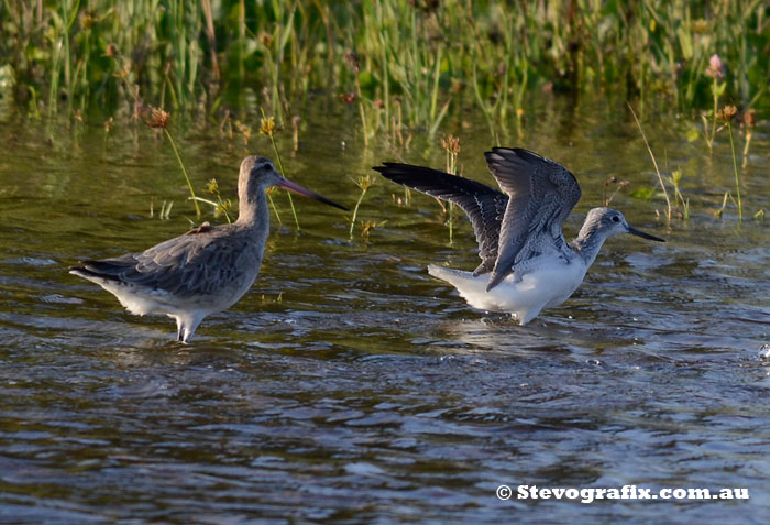 Greenshank about to fly and Bar-tailed Godwit