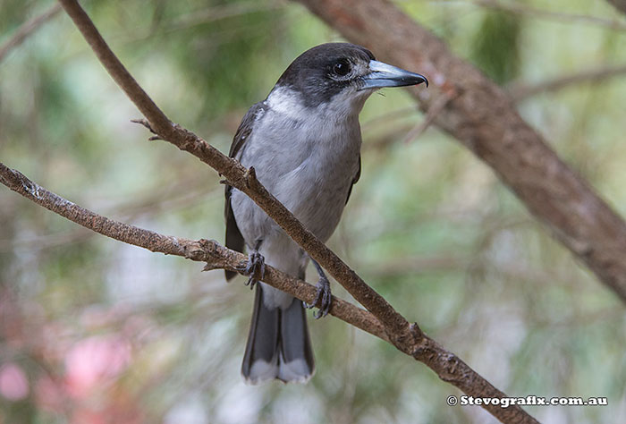 Female Grey Butcherbird
