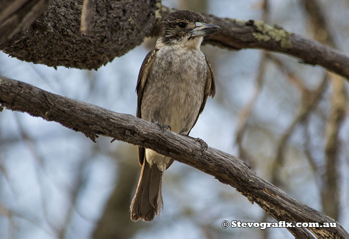juvenile Grey Butcherbird