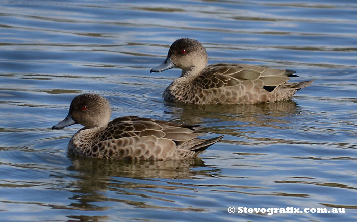 Grey Teal Pair