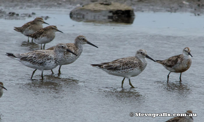 Three great Knots & Red Knot on right