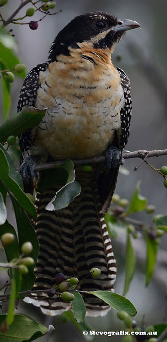 Koel female