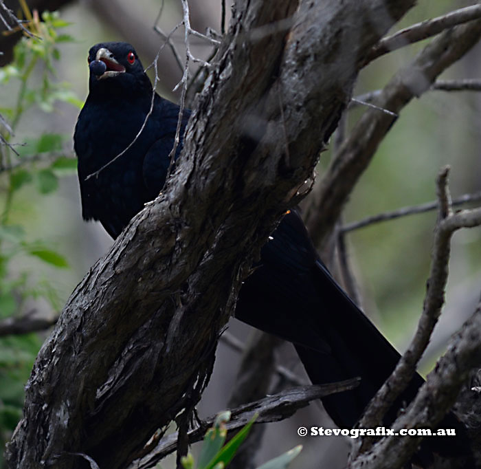 Koel male