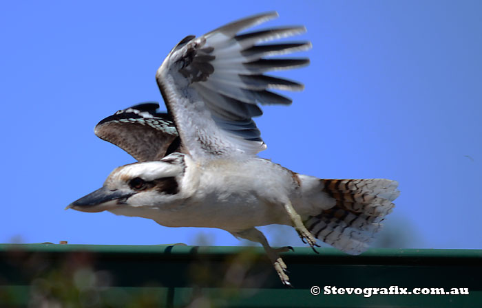 Kookaburra flying