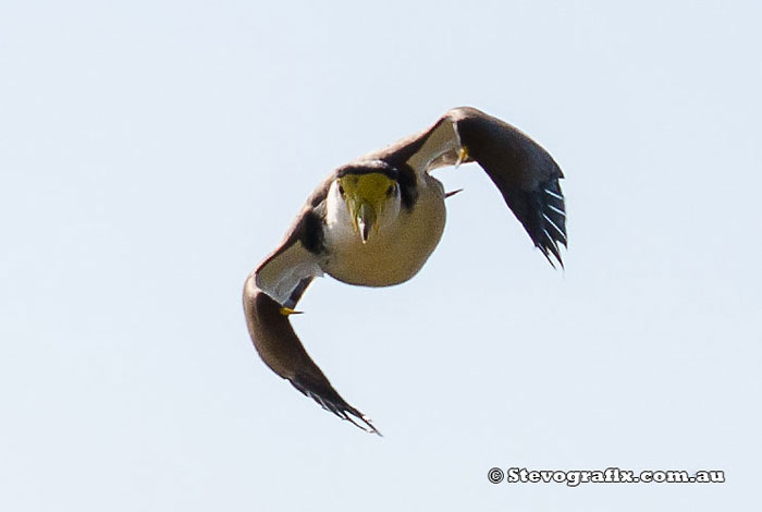 Masked lapwing or spur-winged plover atttacking