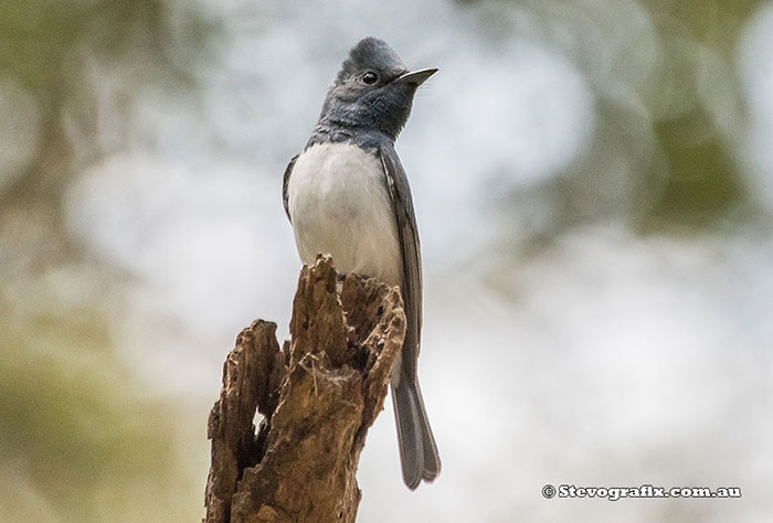 Male Leaden Flycatcher