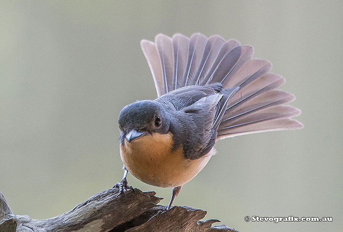 Female Leaden Flycatcher