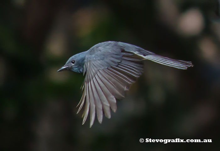 Male Leaden Flycatcher in flight