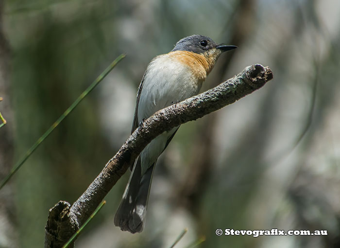 Female Leaden Flycatcher