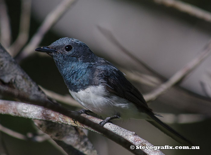 Male Leaden Flycatcher