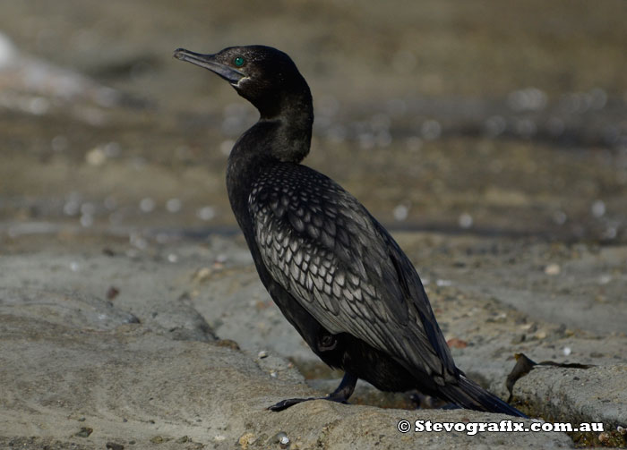 Little-black Cormorant