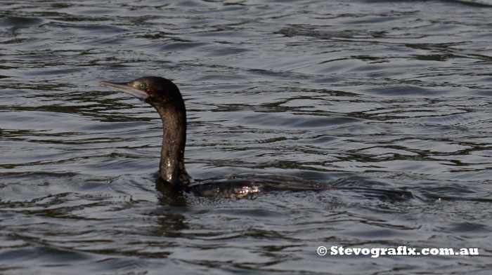 Little Black Cormorant
