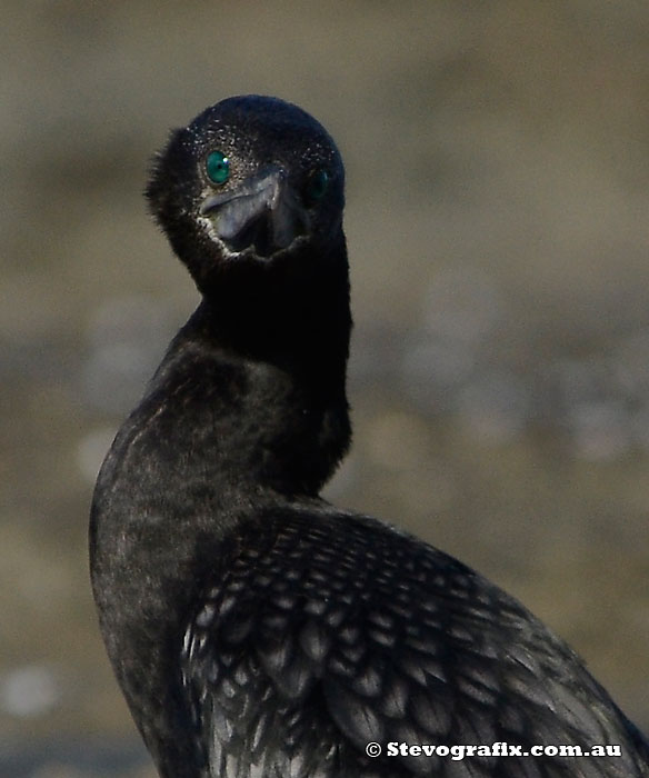 Little-black Cormorant profile