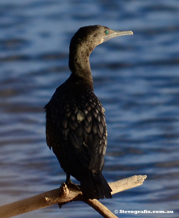 Litle Black Cormorant sitting