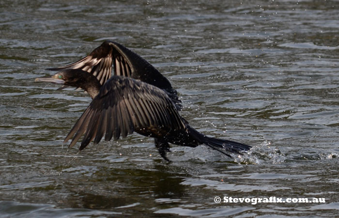 Little Black Cormorany takeoff 1