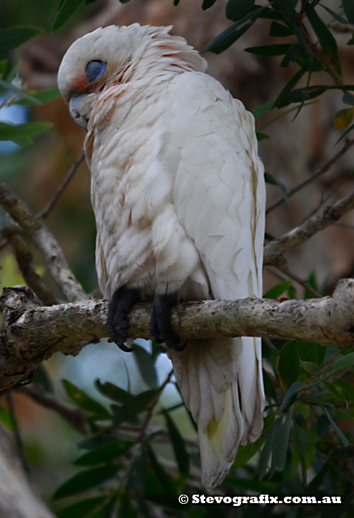 Little-corella-sleeping