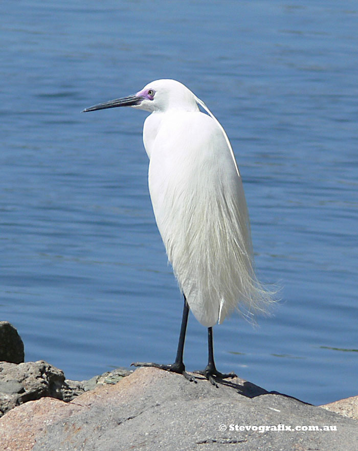 Little Egret with breeding plumage