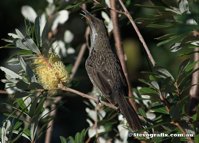 Little Wattlebird