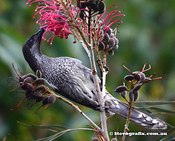 Little Wattlebird